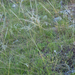 0317-stipa-spec