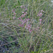 0319-Sad-Stock-Matthiola-fruticulosa