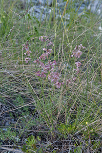 0319-Sad-Stock-Matthiola-fruticulosa