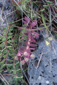 0321-Broad-leaved-Glaucous-spurge-Euphorbia-myrsinites-stony-slop