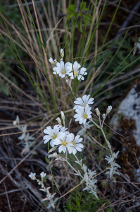 0322-Viltige-hoornbloem-cerastium-tomentosum