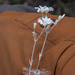 0323-Viltige-hoornbloem-cerastium-tomentosum