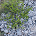 0326-Weichselboom-Prunus-mahaleb