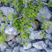 0327-Weichselboom-Prunus-mahaleb