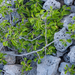 0328-Weichselboom-Prunus-mahaleb