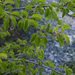 0330-Weichselboom-Prunus-mahaleb