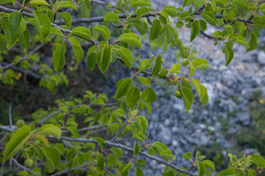 0330-Weichselboom-Prunus-mahaleb