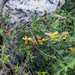 0331-Chamaecytisus-hirsutus-dwergbrem-arid-pastures-maquis-scrub
