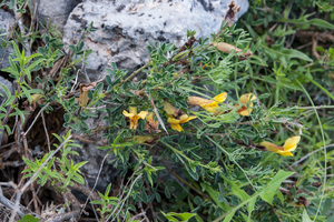 0331-Chamaecytisus-hirsutus-dwergbrem-arid-pastures-maquis-scrub