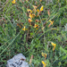0332-Chamaecytisus-hirsutus-dwergbrem-arid-pastures-maquis-scrub