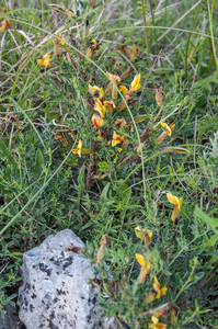 0332-Chamaecytisus-hirsutus-dwergbrem-arid-pastures-maquis-scrub