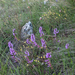 0337-Polygala-major