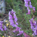 0338-Polygala-major