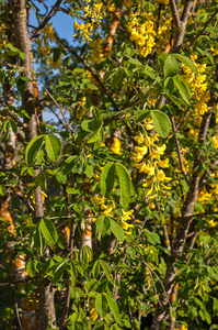 0339-Goudenregen-Laburnum-anagyroides-margins-of-woods-and-glades