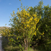 0340-Goudenregen-Laburnum-anagyroides-margins-of-woods-and-glades