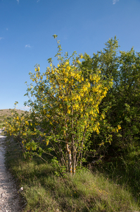 0340-Goudenregen-Laburnum-anagyroides-margins-of-woods-and-glades