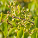 0345-Weichselboom-Prunus-mahaleb