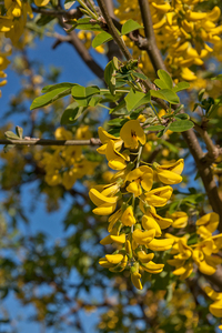 0347-Goudenregen-Laburnum-anagyroides-margins-of-woods-and-glades