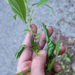 0349-popoli-Groot-glaskruid-Parietaria-officinalis-nitrophilous-s