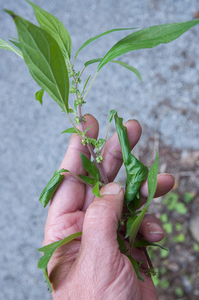 0349-popoli-Groot-glaskruid-Parietaria-officinalis-nitrophilous-s