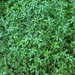 0348-popoli-Groot-glaskruid-Parietaria-officinalis-nitrophilous-s