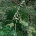 0350-popoli-onbekende-boom