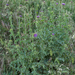 0354-Mariadistel-Silybum-marianum-uncultivated-land-ruderal-envir