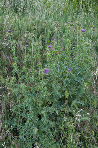 0354-Mariadistel-Silybum-marianum-uncultivated-land-ruderal-envir