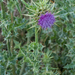 0355-Mariadistel-Silybum-marianum-uncultivated-land-ruderal-envir