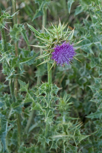 0355-Mariadistel-Silybum-marianum-uncultivated-land-ruderal-envir