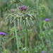0356-Mariadistel-Silybum-marianum-uncultivated-land-ruderal-envir