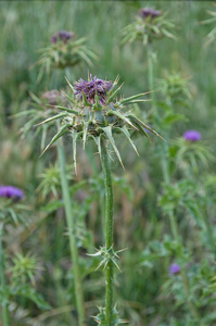 0356-Mariadistel-Silybum-marianum-uncultivated-land-ruderal-envir