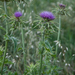 0357-Mariadistel-Silybum-marianum-uncultivated-land-ruderal-envir
