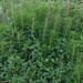 0358-Reuzenpaardenstaart-Equisetum-telmateia-humid-environments