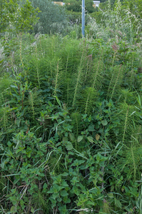 0358-Reuzenpaardenstaart-Equisetum-telmateia-humid-environments