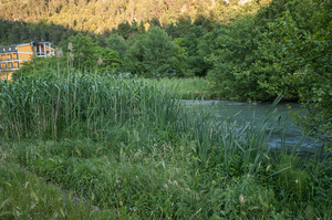 0361-landschap-oevervegetatie-met-riet