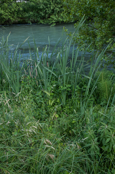 0362-overvegetatie-met-grote-kisdodde-typha-latifolia-ditches-sta