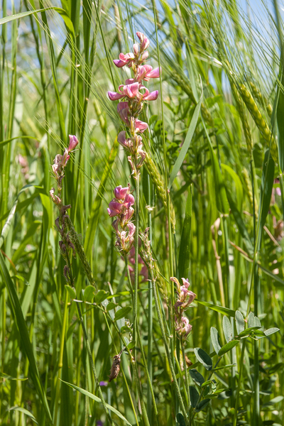 0002-Esparcette-Onobrychis-viciifolia-ruderal-environments-roadsi