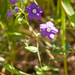 0001 Groot-spiegelklokje-Legousia-speculum-veneris-fields