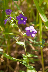 0001 Groot-spiegelklokje-Legousia-speculum-veneris-fields