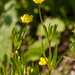 0008-Akkerboterbloem-Ranunculus-arvensis-fields