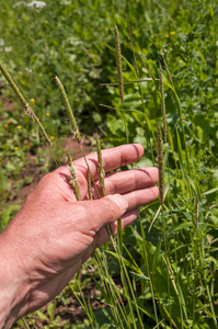 0015-Duist-Alopecurus-myosuroides-uncultivated-land-fields