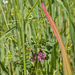 0019-Hongaarse-wikke--Vicia-pannonica-subsp.-striata-uncultivated