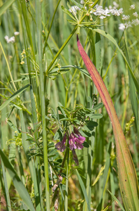 0019-Hongaarse-wikke--Vicia-pannonica-subsp.-striata-uncultivated