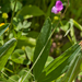 0020-Ruige-lathyrus-Lathyrus-hirsutus-uncultivated-land-pastures