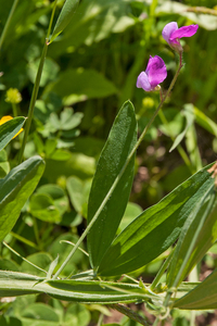 0020-Ruige-lathyrus-Lathyrus-hirsutus-uncultivated-land-pastures