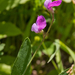 0021-Ruige-lathyrus-Lathyrus-hirsutus