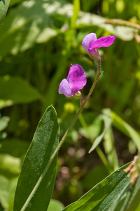 0021-Ruige-lathyrus-Lathyrus-hirsutus