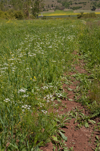 0033-akkerrand-met-holzaad