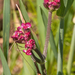 0037-Borstelscherm-Turgenia-latifolia-uncultivated-land-fields